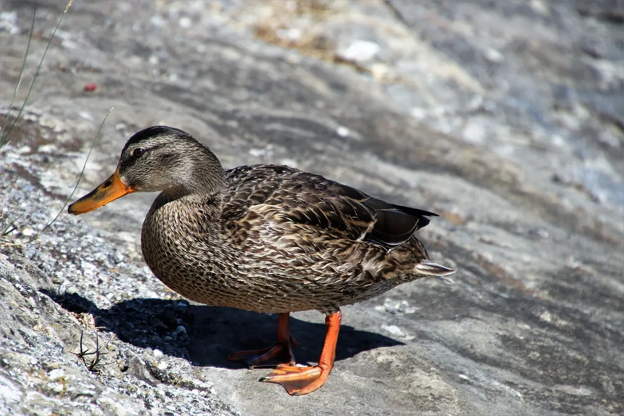 Løsning til Nære i krydsord