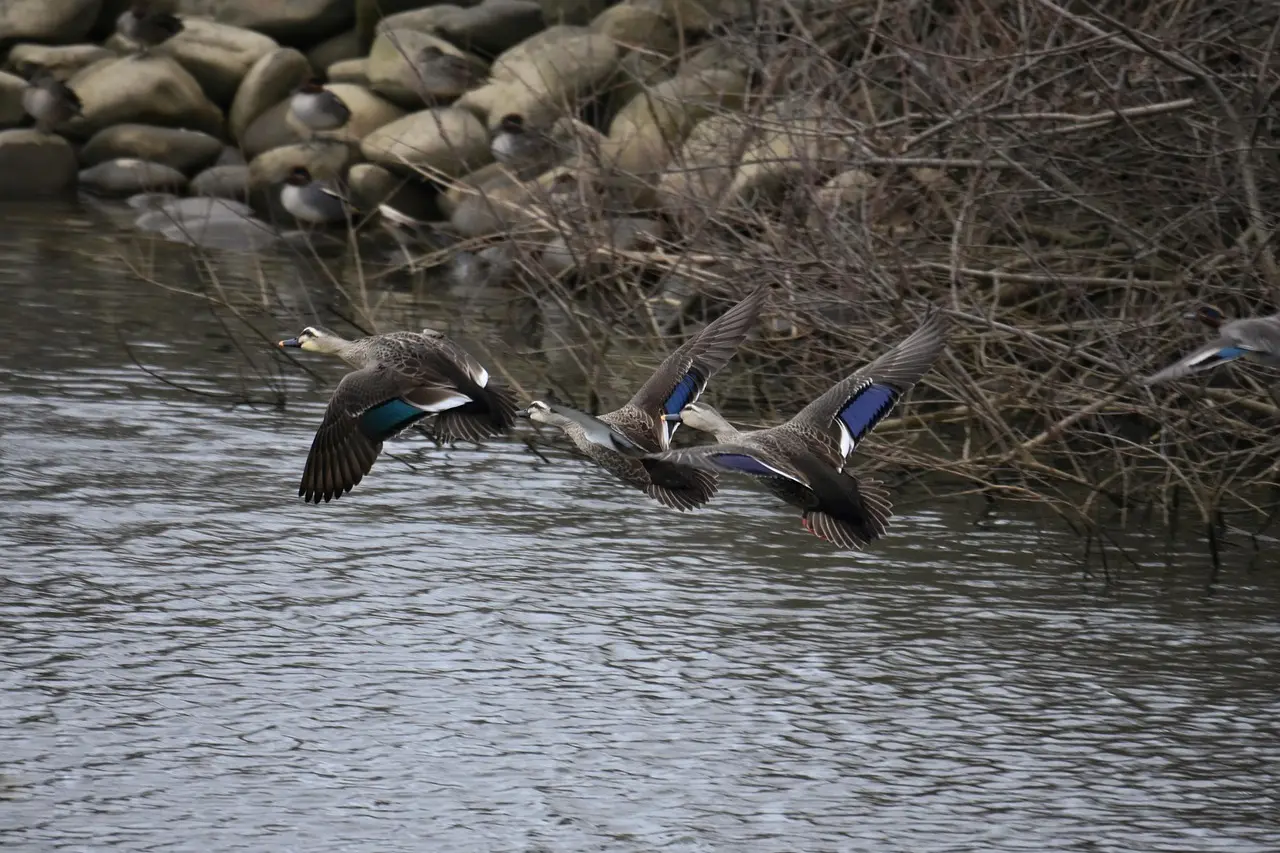 Medvirkende i Wednesday