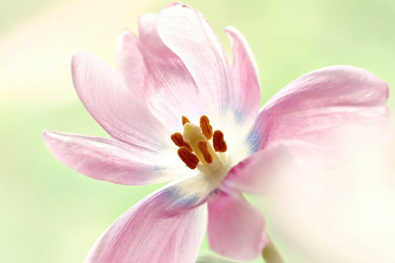 Pastelpaletter til diamantbrylluppet i foråret