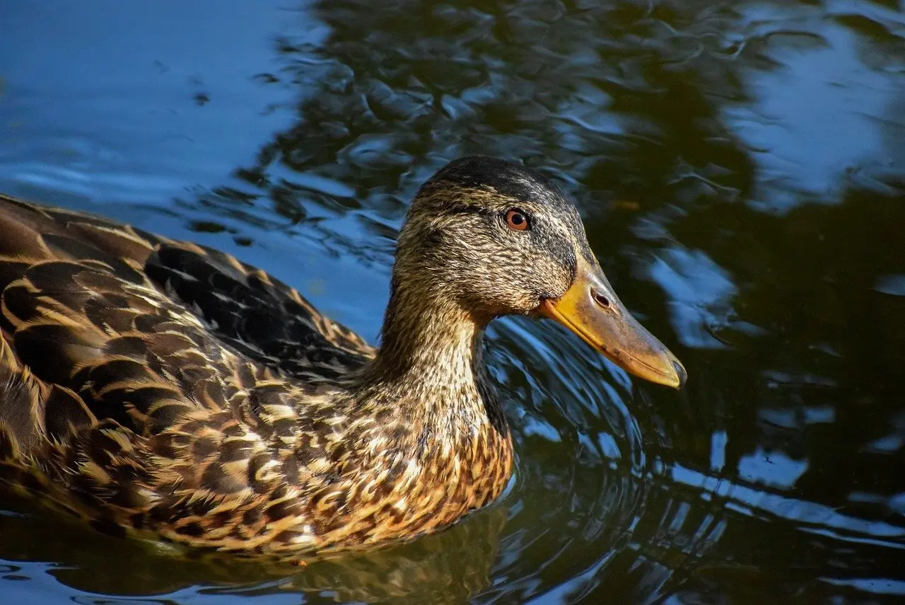 Tips til Kongenavn i Krydsord