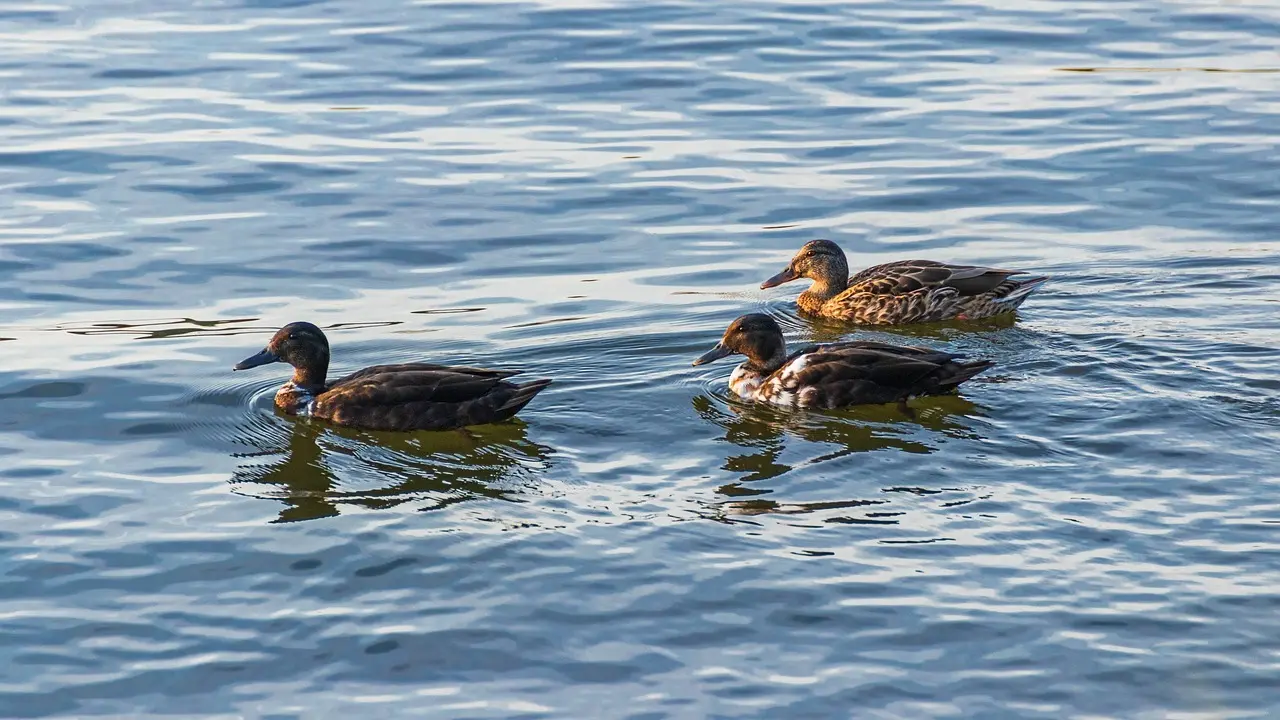 Tips til Svækkede i krydsord